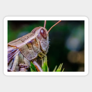 Grashopper, Over the Shoulder. Macro Photograph Sticker